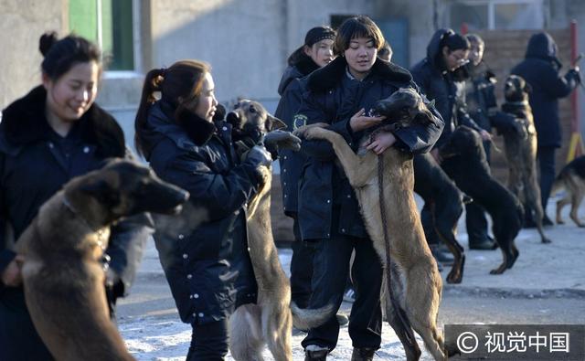 沈阳美女驯猛犬 狗狗练出无影脚