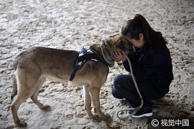 沈阳美女驯猛犬 狗狗练出无影脚