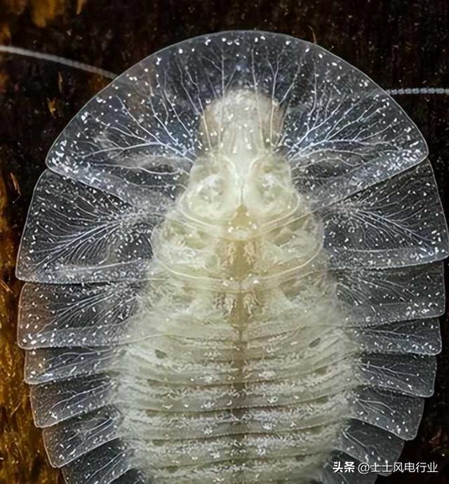 17张诡异生物照：青蛙塞满下水道，骆驼在咸海里休息