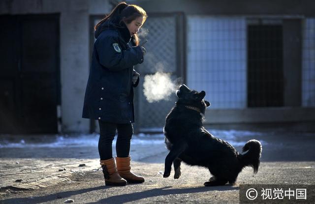 沈阳美女驯猛犬 狗狗练出无影脚