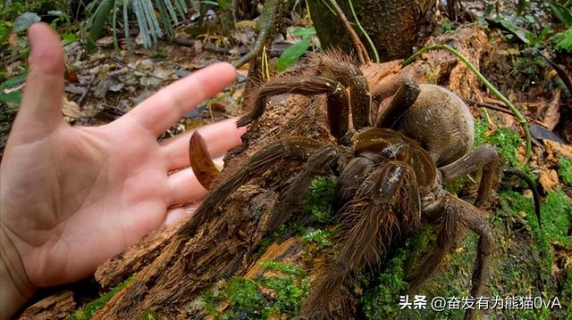 17张诡异生物照：青蛙塞满下水道，骆驼在咸海里休息