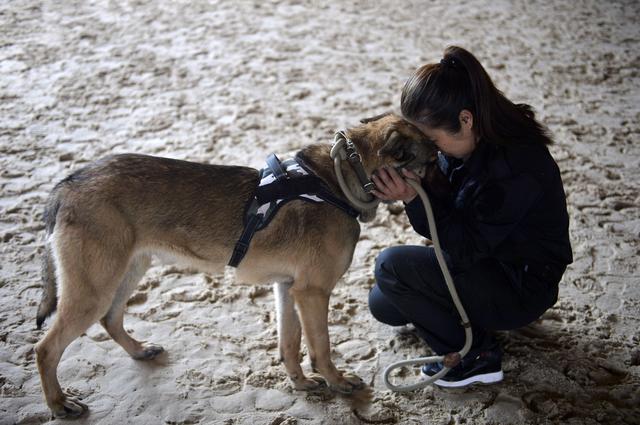 沈阳美女驯猛犬 狗狗练出无影脚