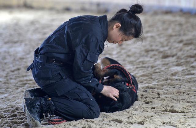 沈阳美女驯猛犬 狗狗练出无影脚