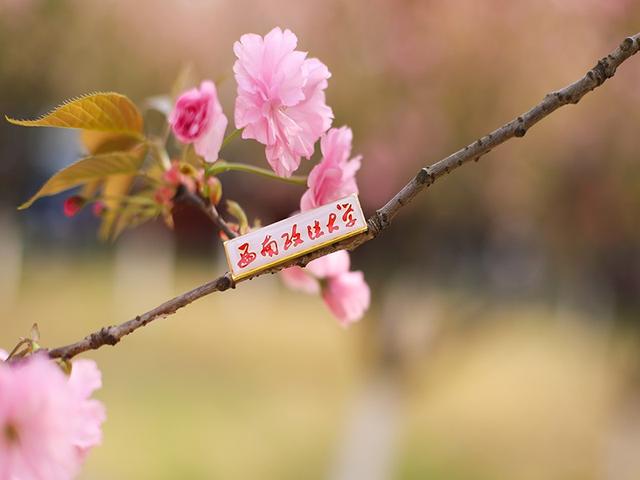 高清大图曝光！西南政法大学“最美校花”惊艳现身，一起来看神仙颜值！