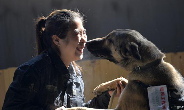 沈阳美女驯猛犬 狗狗练出无影脚