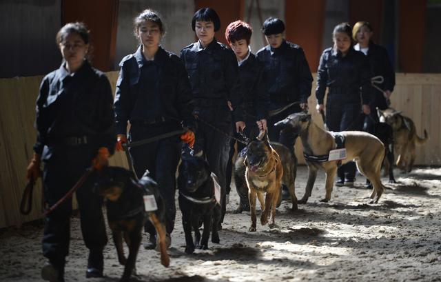 沈阳美女驯猛犬 狗狗练出无影脚