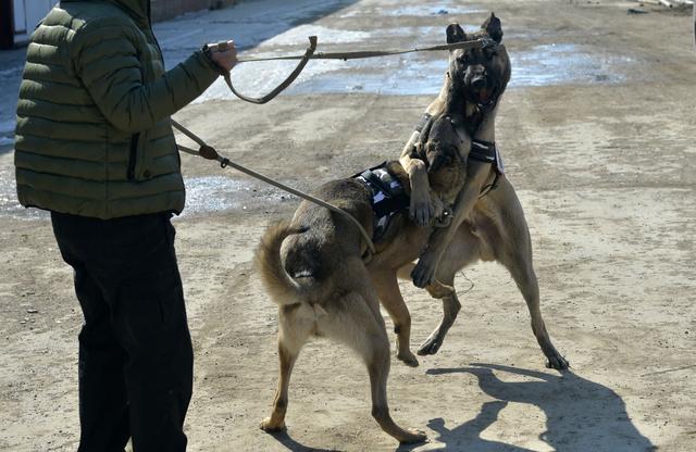 沈阳美女驯猛犬 狗狗练出无影脚