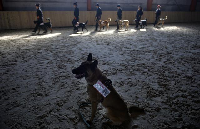 沈阳美女驯猛犬 狗狗练出无影脚