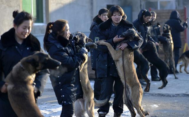 沈阳美女驯猛犬 狗狗练出无影脚