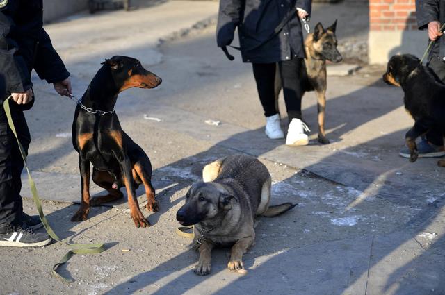 沈阳美女驯猛犬 狗狗练出无影脚